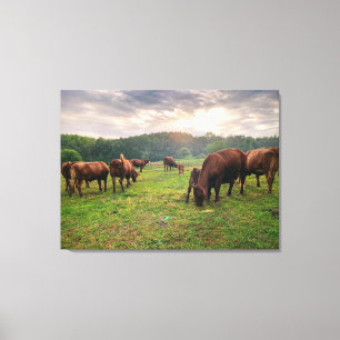Rinder bei Sonnenuntergang Leinwanddruck
