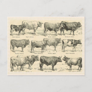 Rinder, Frankreich, Verschiedene Rassen 3 Postkarte