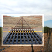 Rinder graten über die Schotterstraße. Wyoming, We