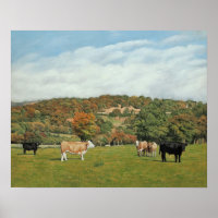 Rinder in der Nähe von Pentyrch