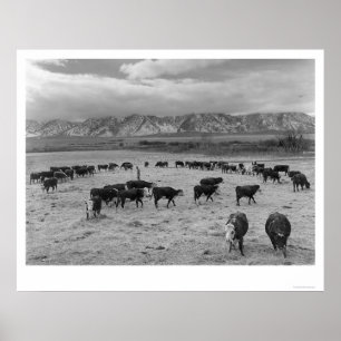 Rinder in Südbetrieben 1943 Poster