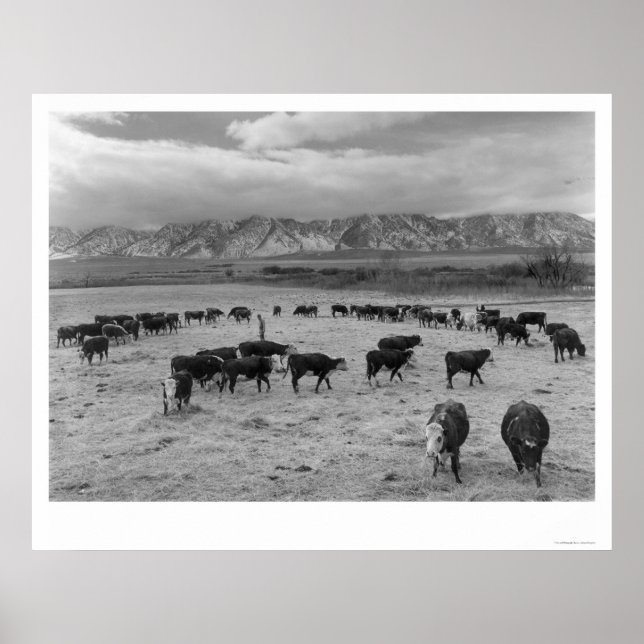 Rinder in Südbetrieben 1943 Poster (Vorne)