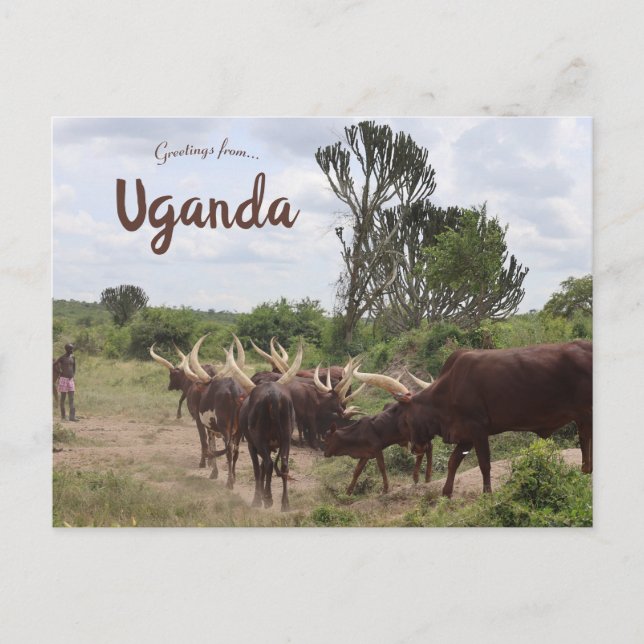 Rinder in Uganda Postkarte (Vorderseite)