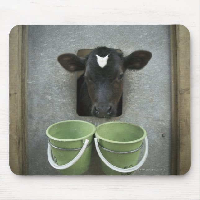 Rinder, individueller Pen Mousepad (Vorne)
