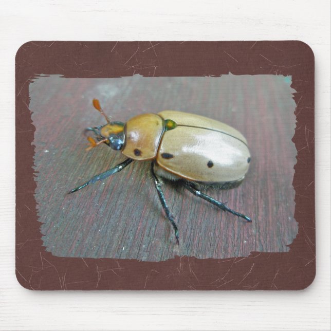 Rinder-Käfer (Pelidnota punctata) Reihe Mousepad (Vorne)