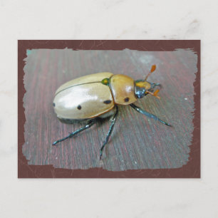 Rinder-Käfer (Pelidnota punctata) Reihe Postkarte