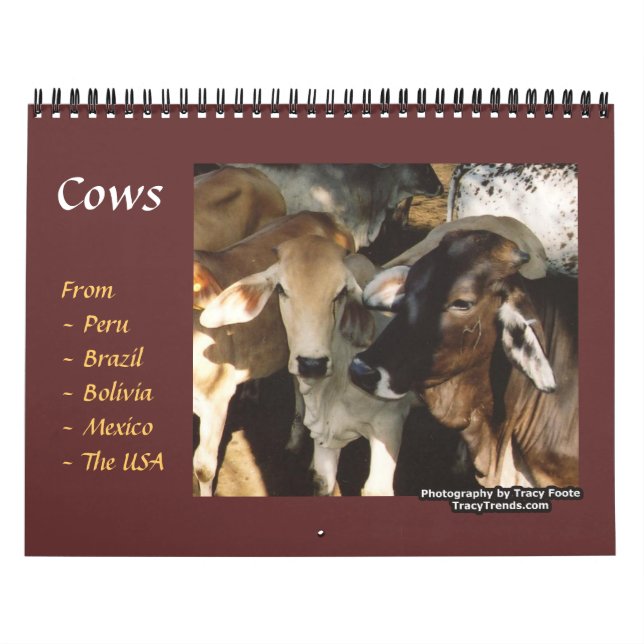 Rinder Kalender (Titelbild)