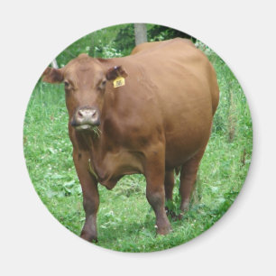 Rinder Magnet