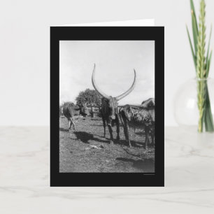 Rinder mit großen Hörnern in Afrika 1901 Karte