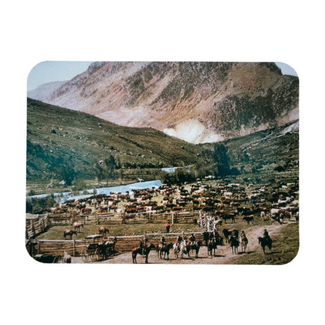 Rinder Ranch, Colorado, 1899 (Foto) Magnet (Horizontal)
