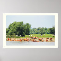 Rinder und Donau