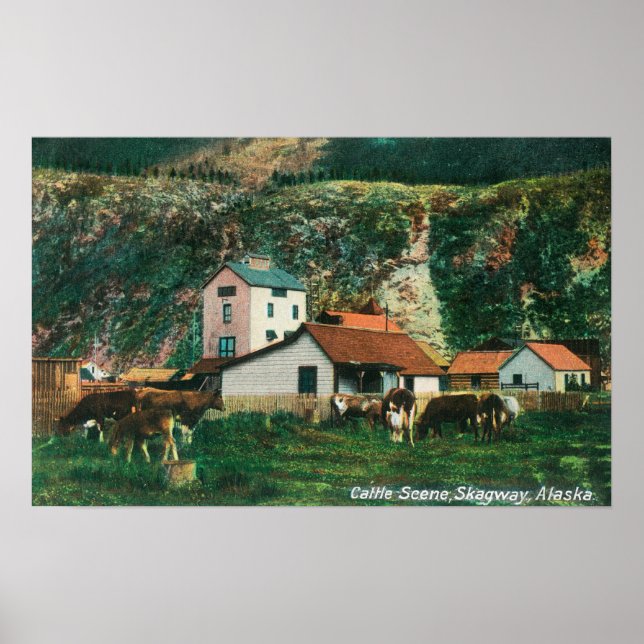 Rinder unter den Barnen SzeneSkagway, AK Poster (Vorne)