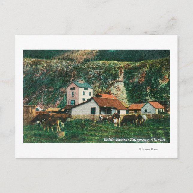 Rinder unter den Barnen SzeneSkagway, AK Postkarte (Vorderseite)