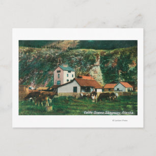 Rinder unter den Barnen SzeneSkagway, AK Postkarte