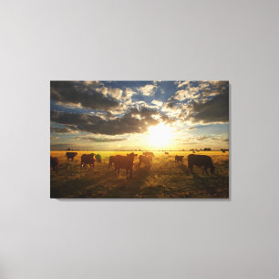 Rinder vor Ort, Sonnenuntergang Leinwanddruck