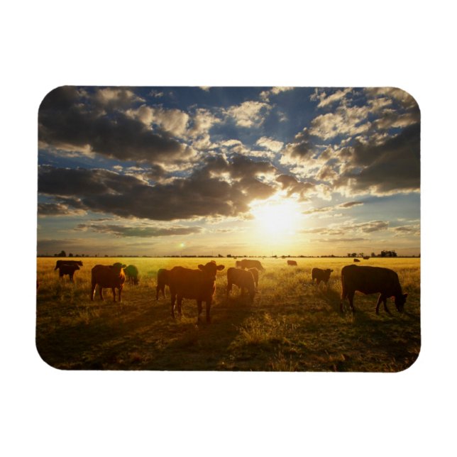 Rinder vor Ort, Sonnenuntergang Magnet (Horizontal)