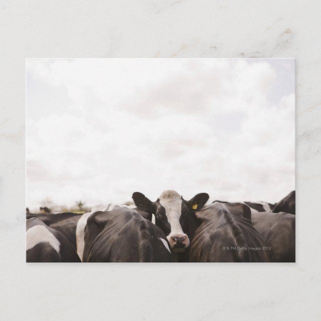 Rinderbestand und Himmel 2 Postkarte (Vorderseite)