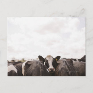 Rinderbestand und Himmel 2 Postkarte
