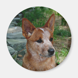 Rinderhund Magnet