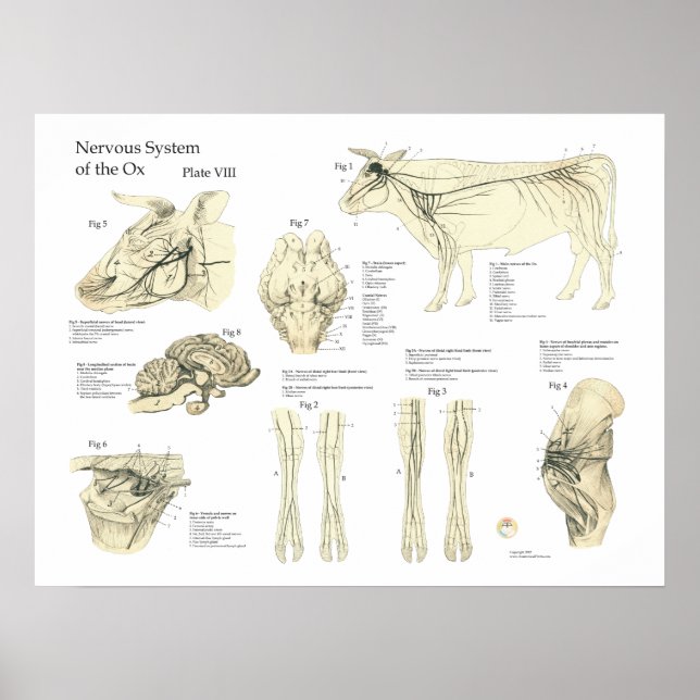 Rinderkuh Nervensystem-Anatomie-Poster Poster (Vorne)