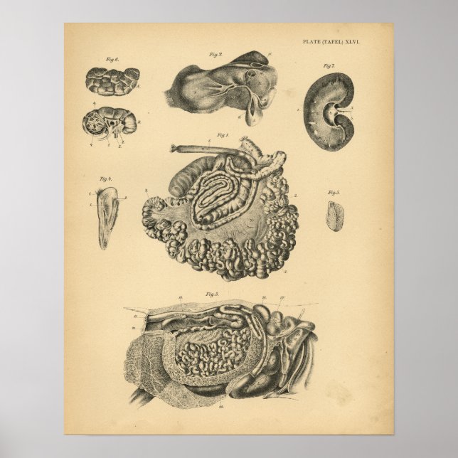 Rinderschaf-Anatomie 1908 Vintage Printwerbung Poster (Vorne)