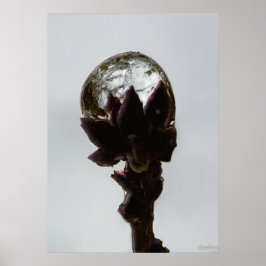 Rindrop, gefroren, auf Foto von Baumzweigen Poster