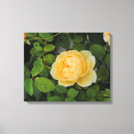 Rindropfen auf der Gelbrose-Leinwand Leinwanddruck