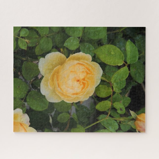 Rindropfen auf Gelben Rose Puzzle (Horizontal)