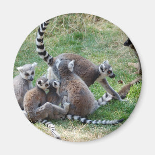 Ring angebundene Lemurfamilie Magnet