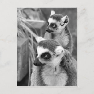 Ring-angebundener Lemur mit dem Baby Schwarzweiss Postkarte
