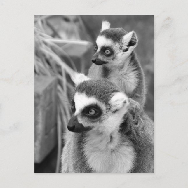 Ring-angebundener Lemur mit dem Baby Schwarzweiss Postkarte (Vorderseite)