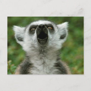 Ring-Angebundener Lemur Postkarte