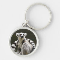 Ring-angebundener Lemur