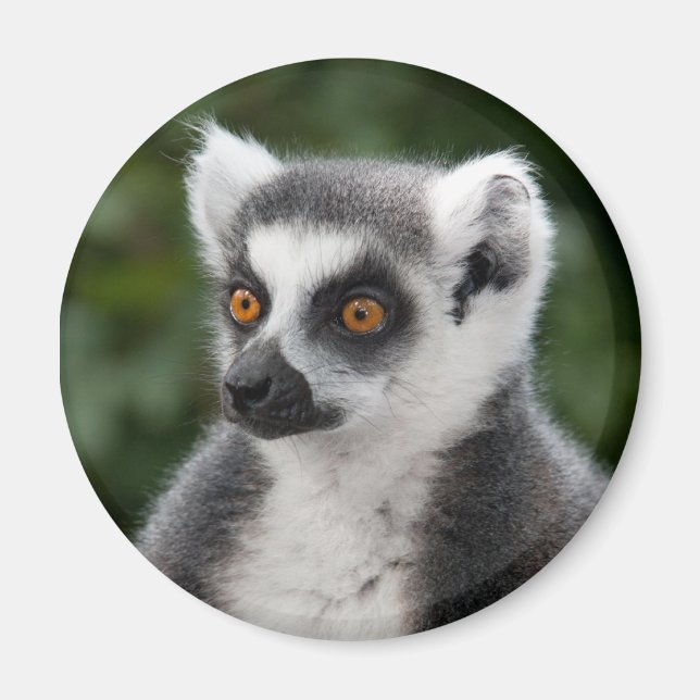 Ring Lemur Magnet (Vorne)