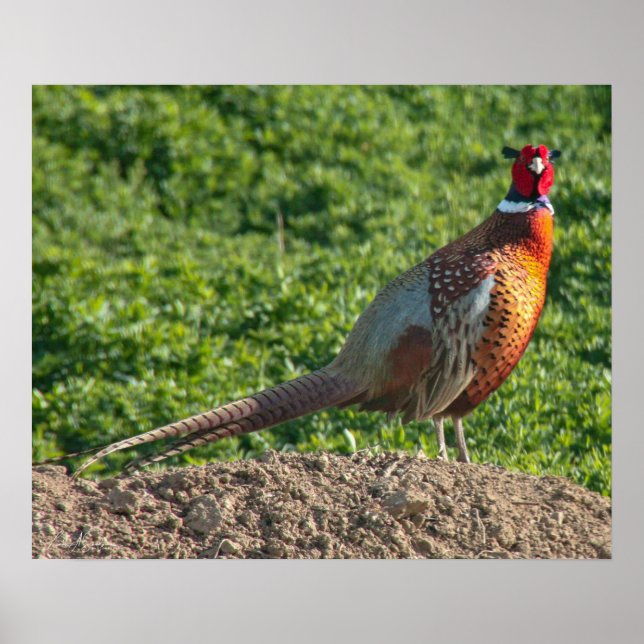 Ring Neck Pheasant Poster (Vorne)
