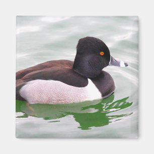 Ring Necked Duck Magnet