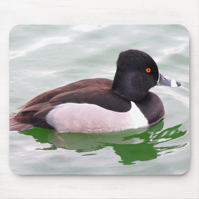 Ring Necked Duck Mousepad (Vorne)