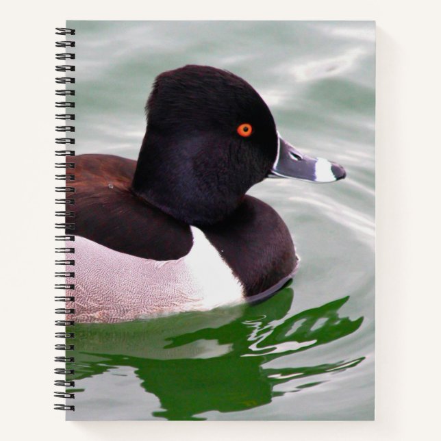 Ring Necked Duck Notizbuch (Vorderseite)