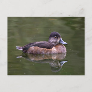 Ring-Necked Duck Postkarte