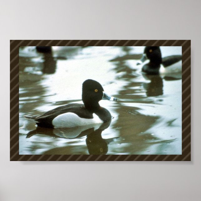 Ring Necked Ducked Poster (Vorne)
