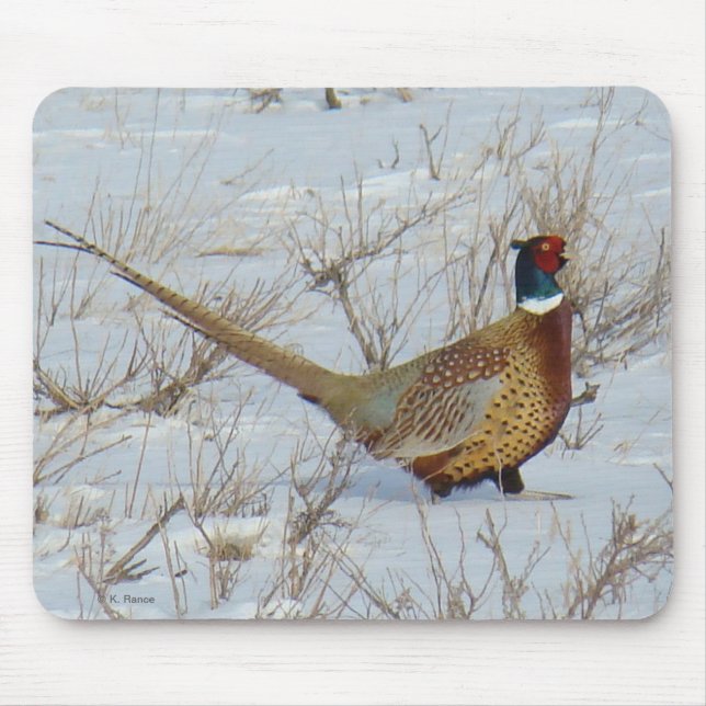 Ring-necked Fasan B22 im Schnee Mousepad (Vorne)