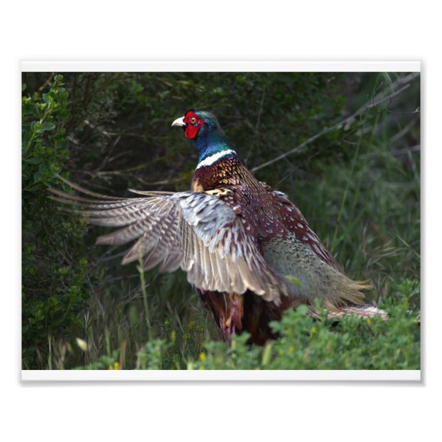 Ring Necked Pheasant Fotodruck (Vorne)