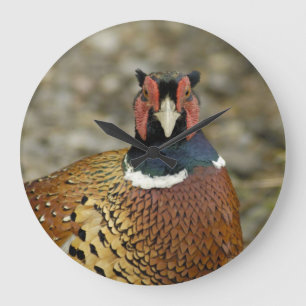 Ring Necked Pheasant Große Wanduhr