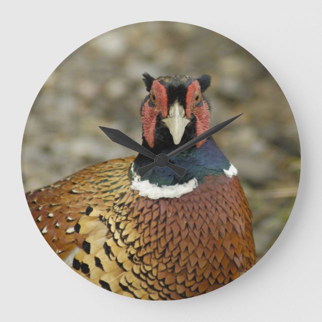 Ring Necked Pheasant Große Wanduhr (Vorderseite)