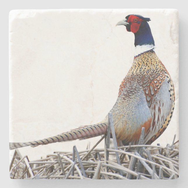 Ring-necked Pheasant Photo Stone Trivet Steinuntersetzer (Vorderseite)