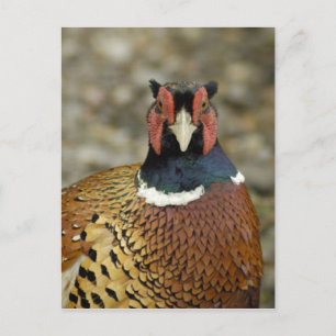 Ring Necked Pheasant Postkarte