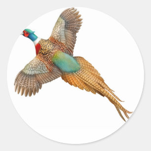 Ring Necked Pheasant Sticker
