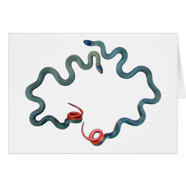 Ring-necked Schlangen (Vorderseite (Horizontal))