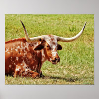 Ring Nose Texas Longhorn Kuh Fotokunst