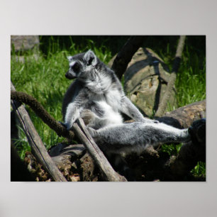 Ring-Schwanz Lemur Poster